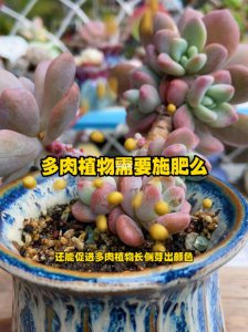 多肉植物要浇水和施肥吗 多肉植物需不需要浇水和施肥？