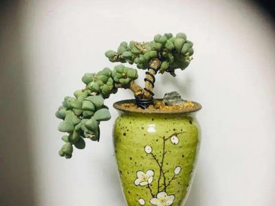 多肉植物怎么造型 多肉植物如何塑造形态