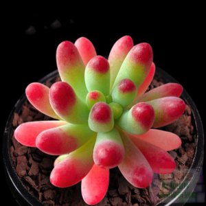 2022年多肉植物叫什么 2022年的多肉植物被称为什么？