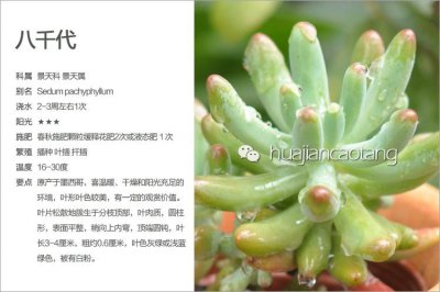 多肉植物属于什么科 多肉植物属于哪个科？
