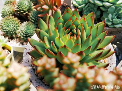 多肉植物浇水要浇透吗 多肉植物需要浇透水吗？