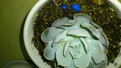 多肉叶子变软发黄透明是什么情况 多肉植物叶子软化变黄变透明是什么原因？