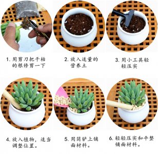多肉植物如何换盆 换盆多肉植物的方法
多肉植物的换盆技巧