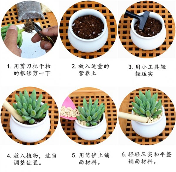 多肉植物如何换盆