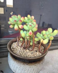 什么多肉植物最好养 哪种多肉植物最容易养活