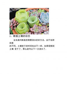 多肉植物要浇水吗 多肉植物需不需要浇水？
