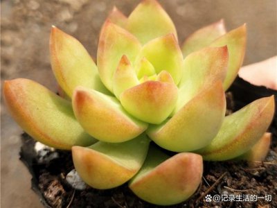 多肉植物怕冷吗 多肉植物怕冷吗？→多肉植物害怕寒冷吗？