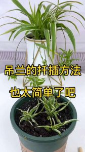 多肉珍珠吊兰怎么扦插 多肉珍珠吊兰如何繁殖