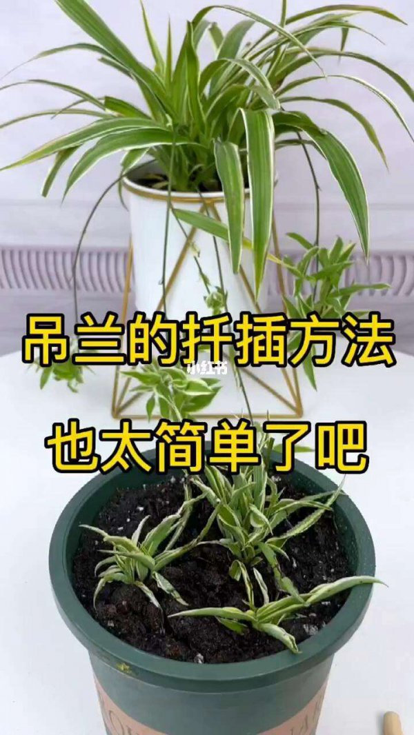 多肉珍珠吊兰怎么扦插