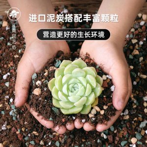 多肉小苗用什么土合适 多肉小苗适合什么土壤？