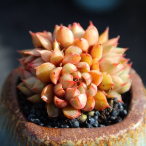 多肉植物适合放卧室吗 卧室适合养多肉植物吗？