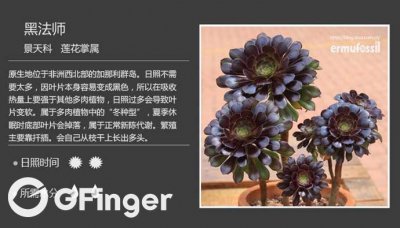 黑法师多肉植物的养殖方法 黑法师多肉植物的栽培技巧