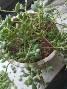 多肉叶子可以种吗 可以种植多肉植物的叶子吗？