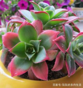 多肉清盛锦怎么养 多肉清盛锦的养护技巧