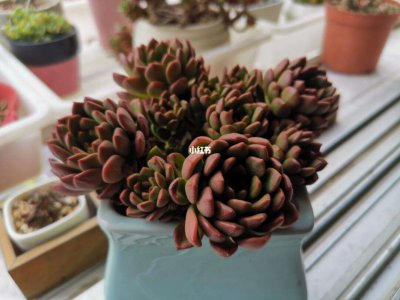 多肉宝石花怎么养 多肉宝石花养护技巧