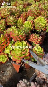 多肉火焰蒂亚怎么养 多肉火焰蒂亚的养护方式