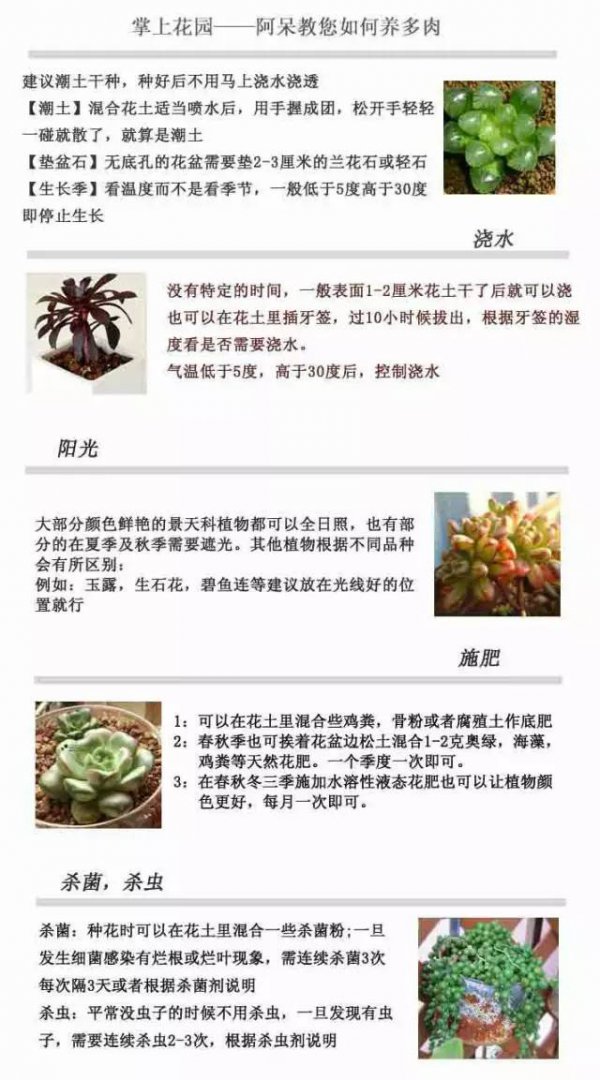 不同季节多肉植物浇水方法技巧总结