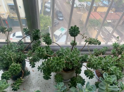多肉植物春季温度管理方法 多肉植物春季温度控制技巧