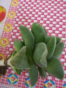 多肉叶子变软变皱应该怎么处理 多肉植物叶子变软变皱怎么办？