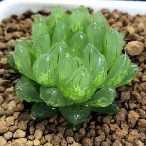 多肉植物樱水晶的繁殖方法 多肉植物樱水晶繁殖技巧