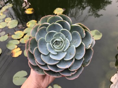 选择什么样的多肉植物比较好 挑选适合的多肉植物