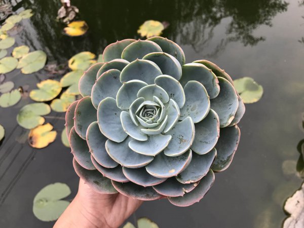 选择什么样的多肉植物比较好