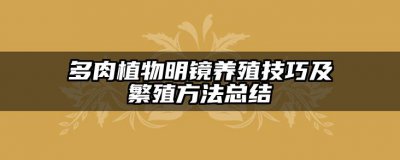 多肉植物明镜养殖技巧及繁殖方法总结