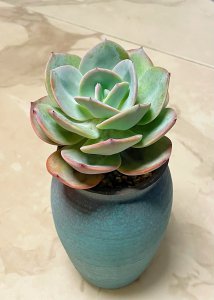 多肉植物白凤的养殖方法总结 白凤多肉植物养殖指南