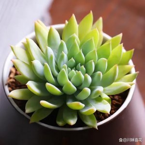 好看有仙气的多肉植物推荐 推荐几款仙气十足的漂亮多肉植物