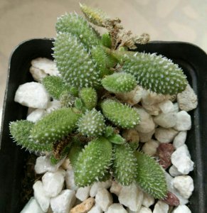 多肉植物雷童是怎么繁殖的 多肉植物雷童繁殖方法有哪些？