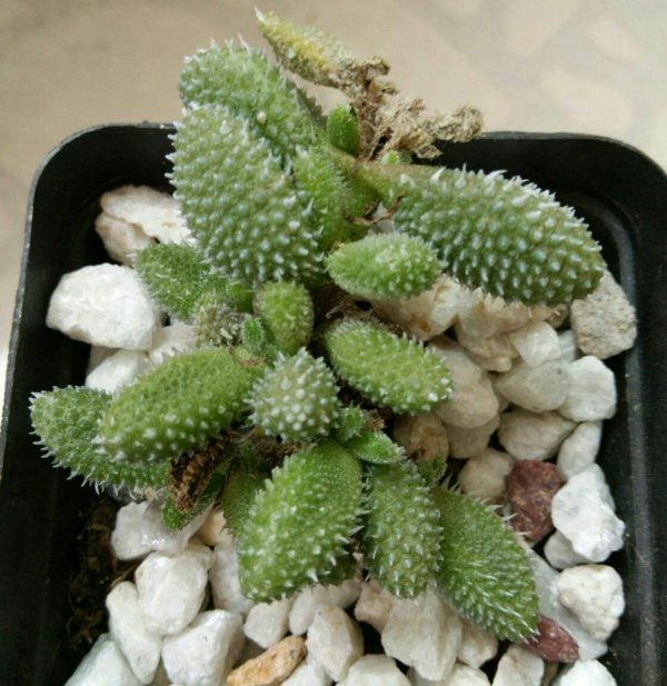 多肉植物雷童是怎么繁殖的