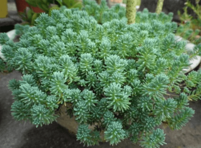 好看又耐旱的多肉植物有哪些 漂亮且耐旱的多肉植物推荐