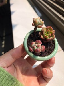 小型拇指多肉指的是什么 微型拇指多肉的品种有哪些