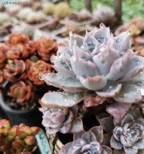 经济实惠的多肉植物推荐 美丽又便宜的多肉植物推荐