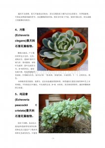 多肉越养越瘦的原因有哪些 多肉植物逐渐凋零的原因是什么？