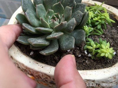 多肉上盆后多久可以晒太阳 多肉植物上盆后需要多久晒太阳
