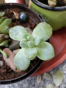 多肉叶子一碰就掉是什么原因 多肉植物叶子容易掉落的原因是什么？