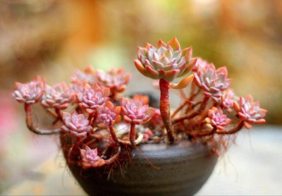 容易养成老桩的多肉植物有哪些 多肉植物易养成老根者有哪些？