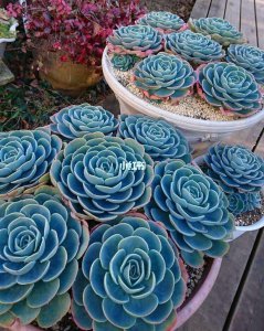 多肉植物玉蝶怎么养 养玉蝶多肉植物的技巧
