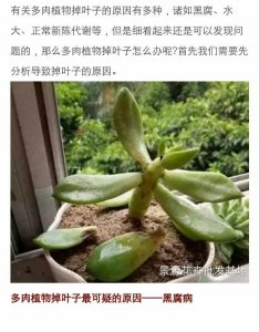 多肉植物叶子外翻怎么办 多肉植物叶片翻卷应对方法