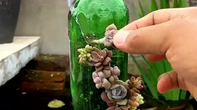 可以用啤酒浇多肉植物吗 多肉植物是否可以用啤酒浇灌？
