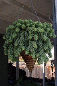 适合养成窗台吊盆植物的多肉 适合窗台养护的多肉植物