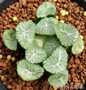 多肉万象怎么养 如何养护多肉植物？
多肉植物养护指南