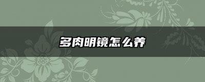 多肉明镜怎么养 多肉明镜的养护技巧