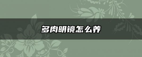 多肉明镜怎么养