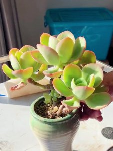 碧桃多肉怎么养侧芽 碧腊多肉如何培养侧芽