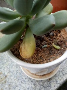 多肉静夜叶子黄了怎么办 多肉植物叶片泛黄应该怎么处理？
