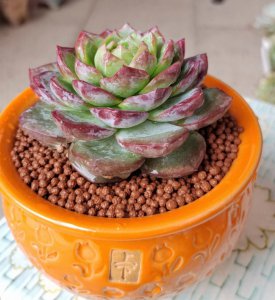 水蜜桃多肉怎么养 如何种植水蜜桃多肉？