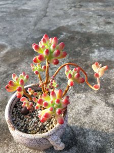 多肉乙女心的特点是什么 多肉植物爱好者的特质是什么