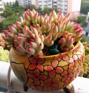 多肉怕太阳晒吗 多肉植物怕阳光吗？